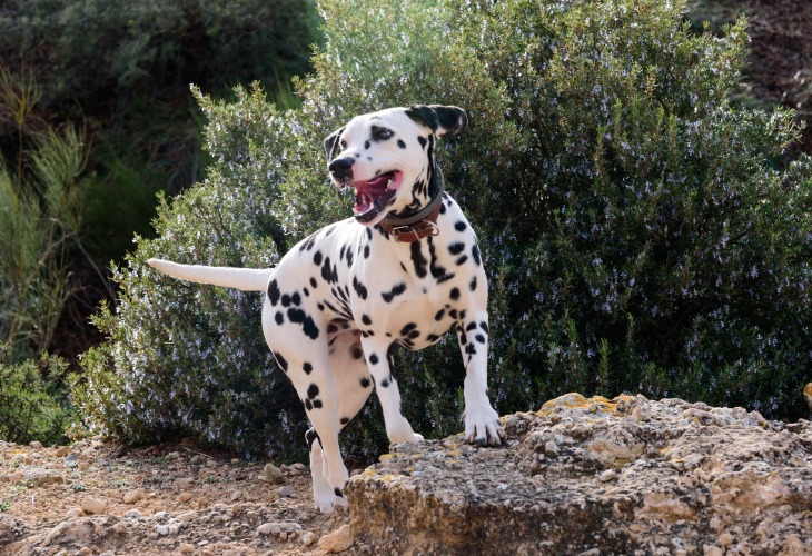 El dálmata es un perro activo al que le gusta correr.