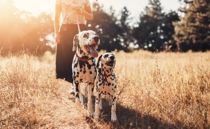 Raza de perro : el Dálmata.