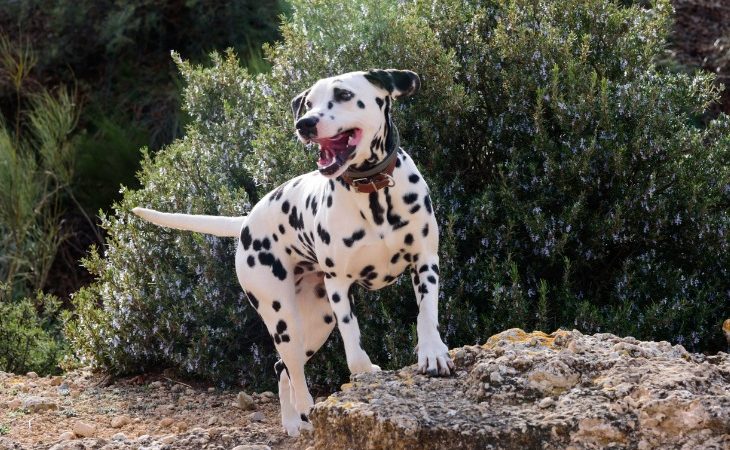 Descubre las razas de perros a las que les gusta correr.