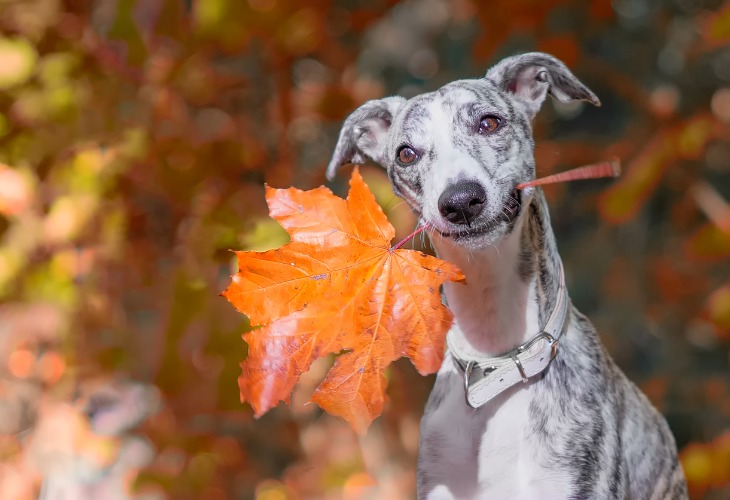 El galgo siempre encuentra algo que comer