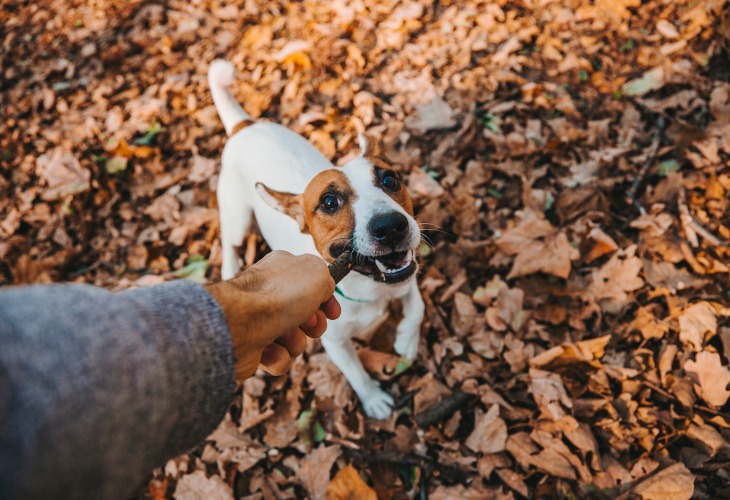 El Jack Russell Terrier es un buen cazador pero sobre todo un buen jugador.