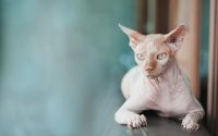 Gato sin pelo, el Sphynx.