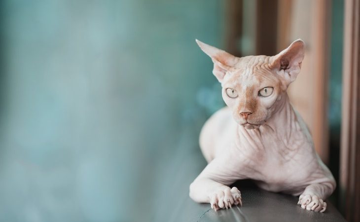 Gato sin pelo, el Sphynx.