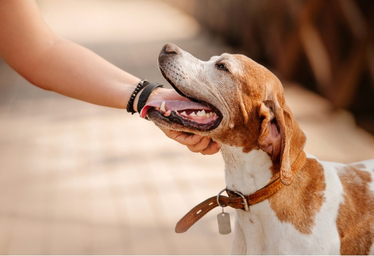 El primer signo de ternura para el animal es la caricia de la mano.