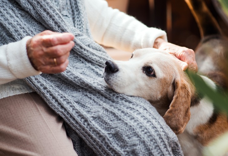 Si tu perro siente irritación hacia el humano, no debes acariciarlo.