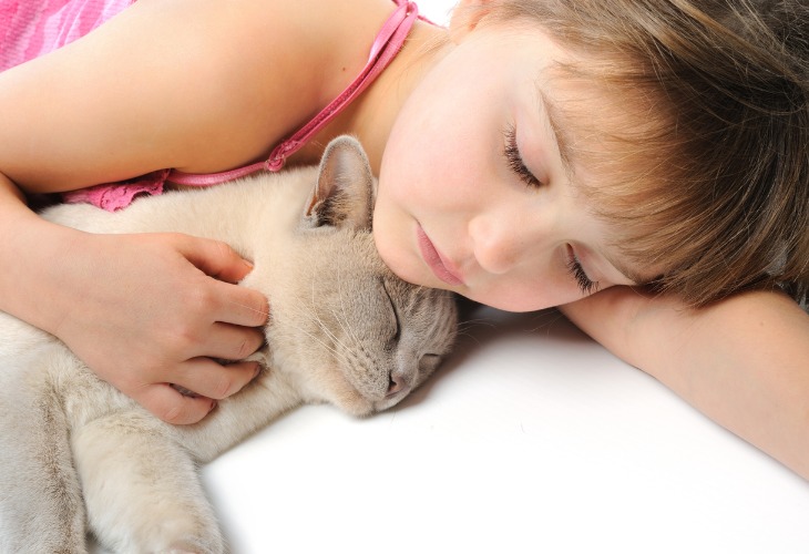 Estos gatos están considerados como una de las razas de gatos más cariñosas del mundo.