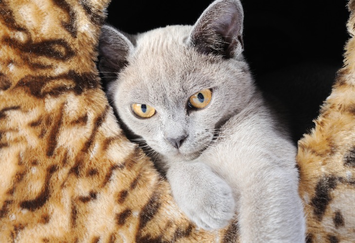 Gato Birmano con ojos amarillos