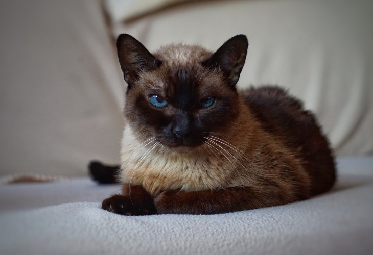 El Balinés tiene ojos azules almendrados.