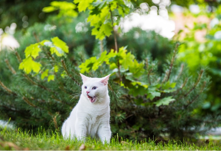 El Angora turco tiene un fuerte temperamento y es también juguetón por naturaleza.