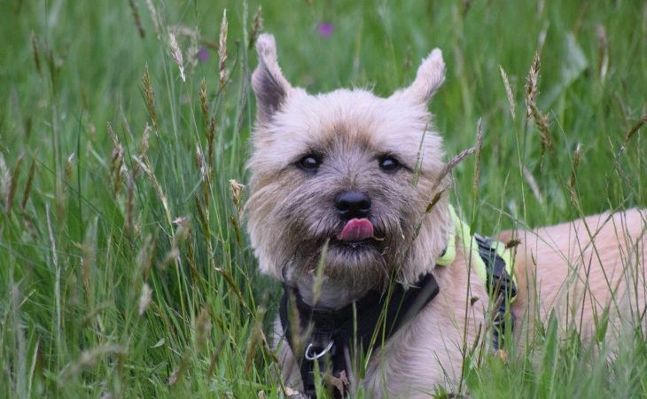 cairn terrier perro