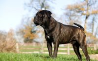 cane corso