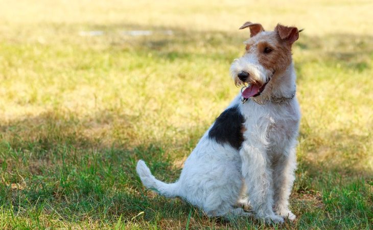 Incentivo para ver Asser Fox Terrier - Raza de perro - Hola Mascotas