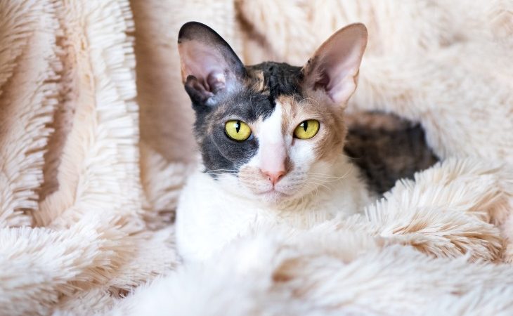 Cornish rex