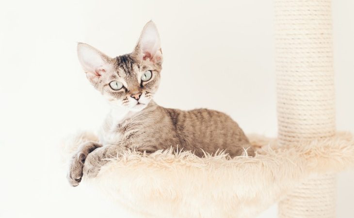 gato devon rex