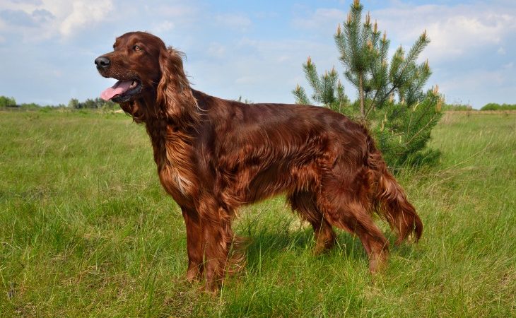 setter irlandés