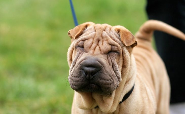 shar pei