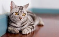 american shorthair