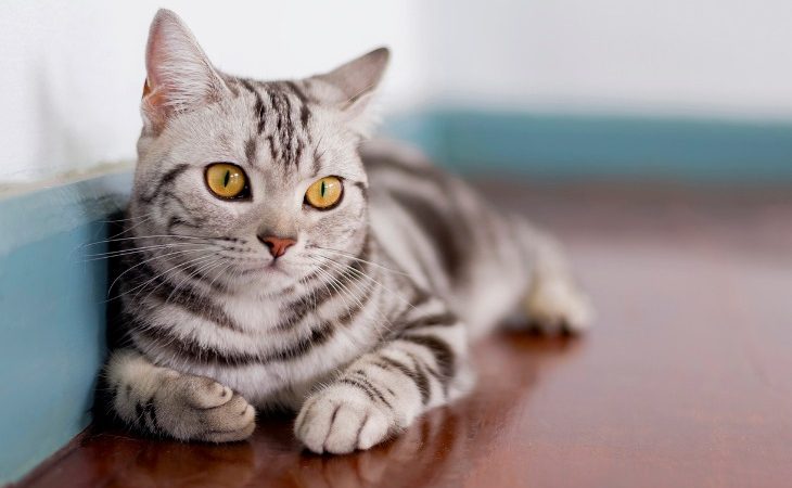 american shorthair