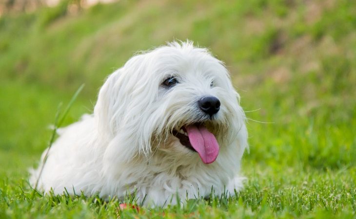 pereza verbo curso Cotón de Tulear - Raza de perro - Hola Mascotas