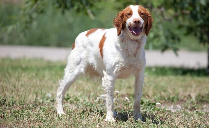 spaniel bretón