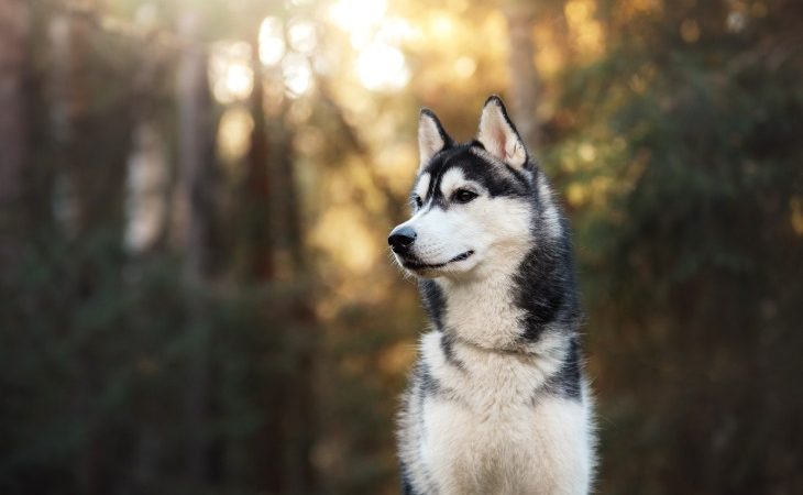 husky siberiano