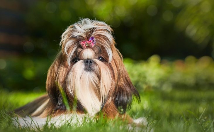 Shih Tzu