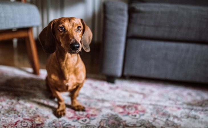 El perro salchicha fue criado para cazar, tejones. Conoce más de la raza