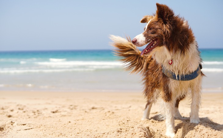 perro en la playa