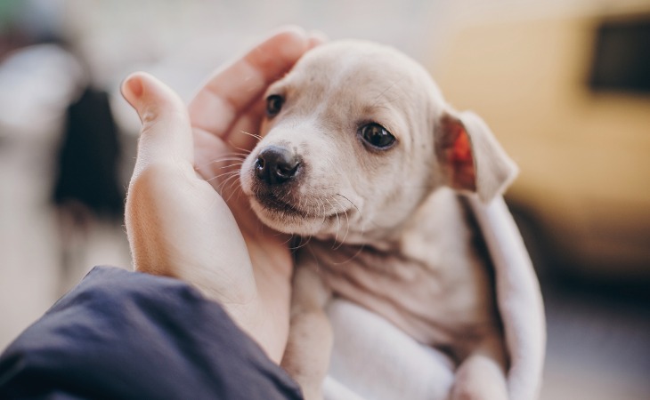 cachorro acariciado