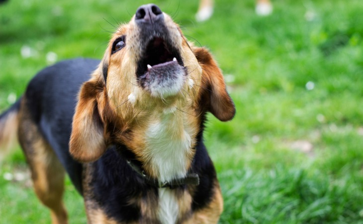 perro ladrando