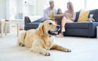 perro en su familia de acogida