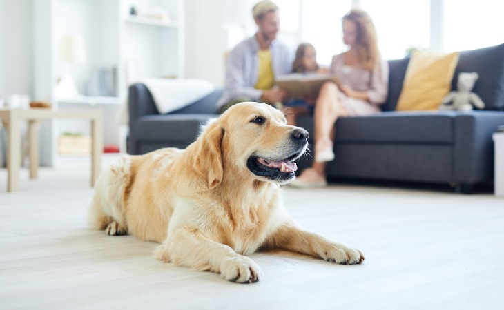 perro en su familia de acogida