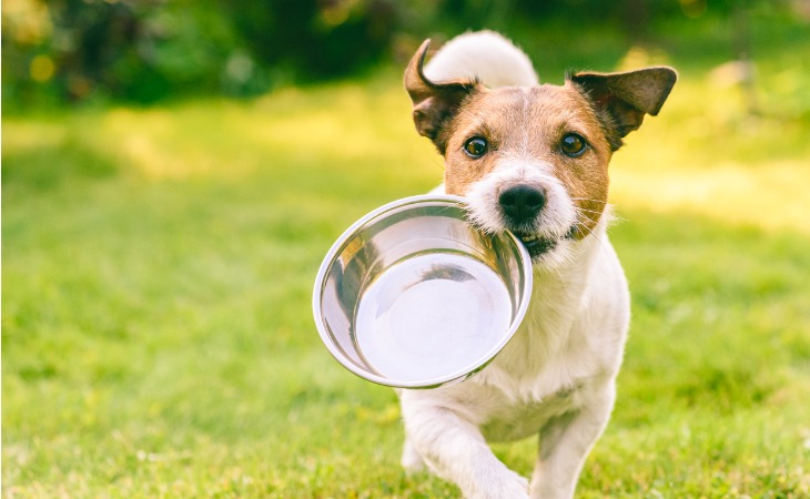 perro tiene hambre