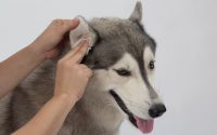 limpiar orejas perro