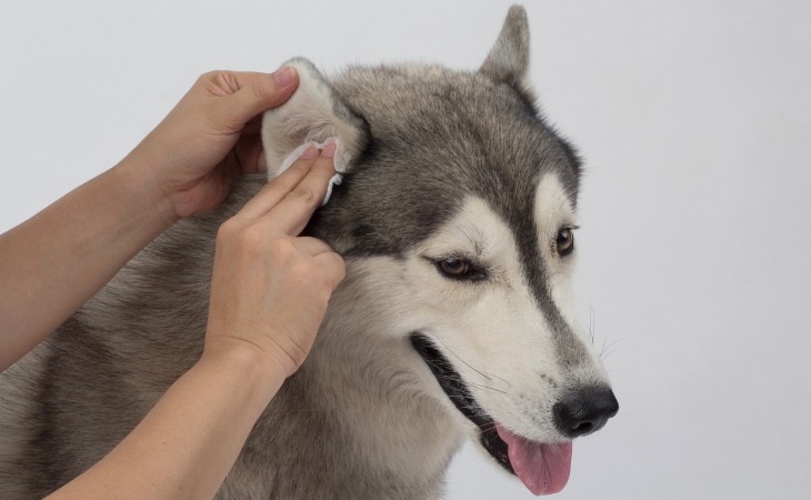 limpiar orejas perro