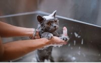 lavar a su gato