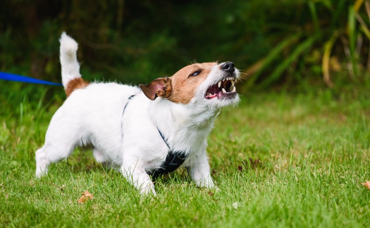 perro agresivo humanos