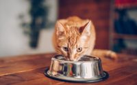 necesidades nutricionales de tu gato