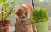 gato comiendo hierba