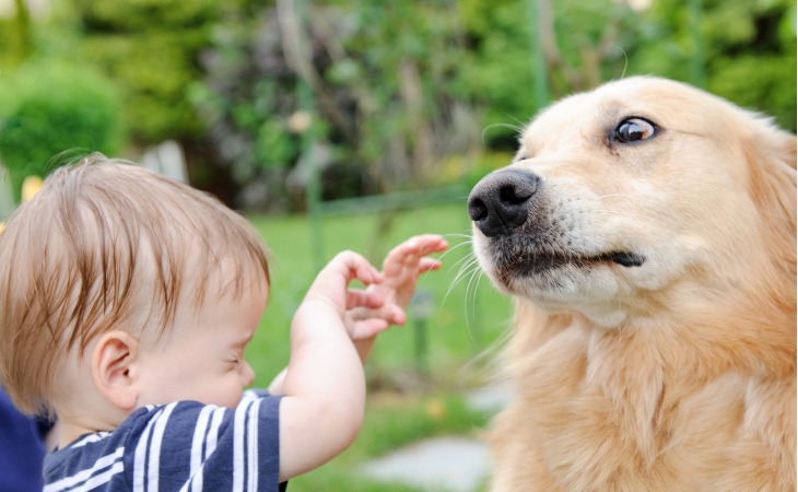 miedo perros a los niños