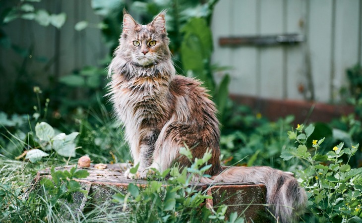 maine coon gato grande