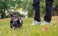 ¿Por qué mi perro huele las heces de otros perros?
