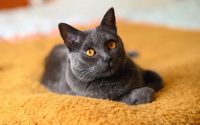Zoom: dos razas de gatos franceses