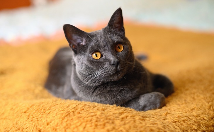 Zoom: dos razas de gatos franceses