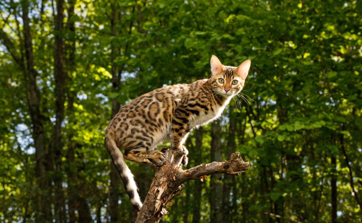 bengali-gato-exterior