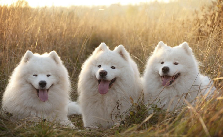 Perros Samoyedo