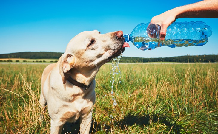 ¿Cómo puedo proteger a mi perro del calor?