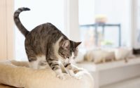 ¿Por qué mi gato amasa con sus patas?