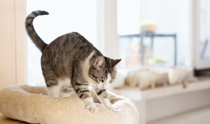 ¿Por qué mi gato amasa con sus patas?